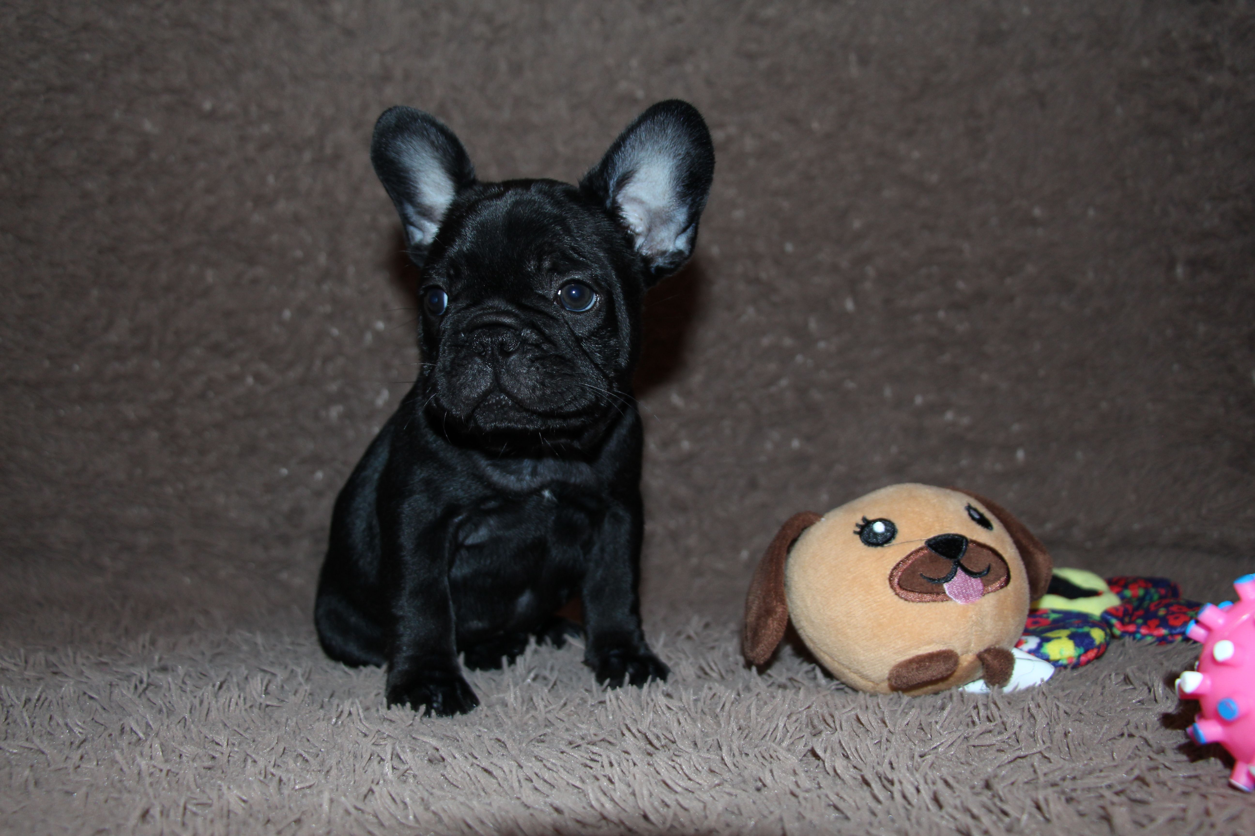 <svg class='purple'></svg> <b> Magic Molly</b> <svg class='purple'></svg>